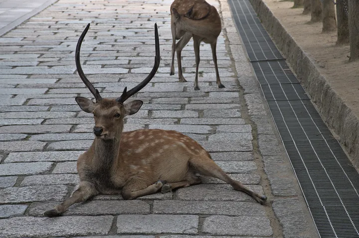 Un daim allongé sur les pavés près du temple Todai-ji, à Nara