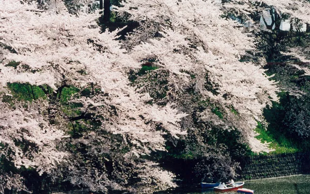 Cerisiers en fleurs au bord des douves de Chidorigafuchi, à Tokyo